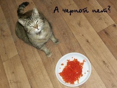 Дрессировка 80лвл