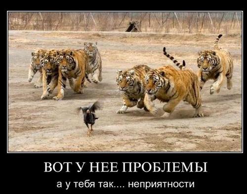 День не задался? Посмотри сюда!