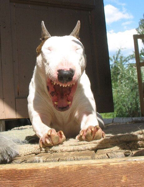 - И он мне говорит, что сможет убежать.