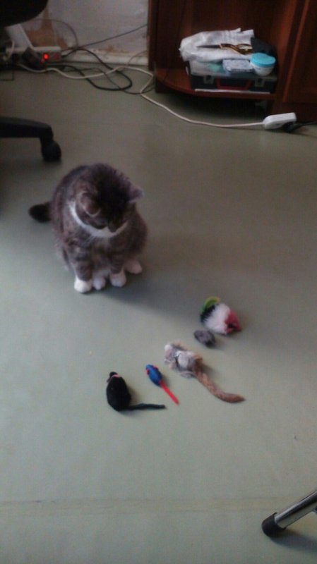 Хозяйка у меня глупая! Столько мышек накупила, и хоть бы одну кошку додумалась!