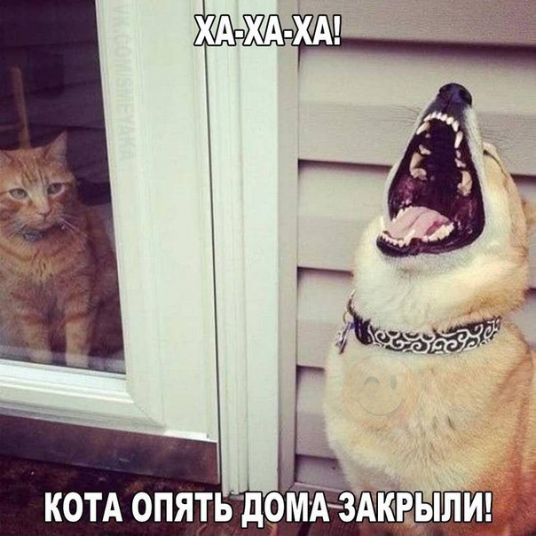 Когда опять кота дома закрыли!