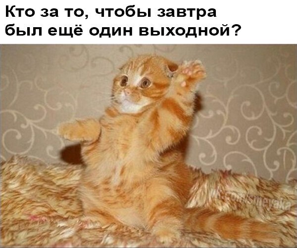 Даже коты любят выходные!