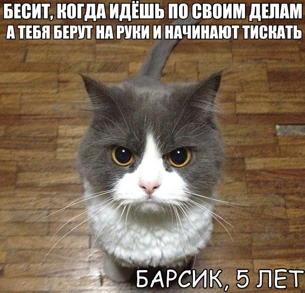 Что бесит этого кота