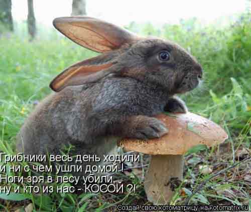 Вот так грибы размножаются...!!!