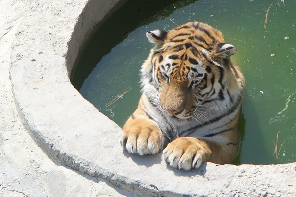 бассейн для тигра