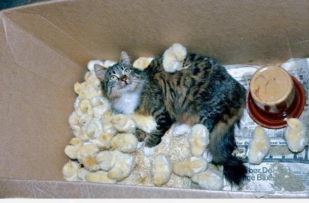 Купается в жратве.