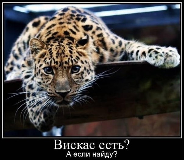 Гопник