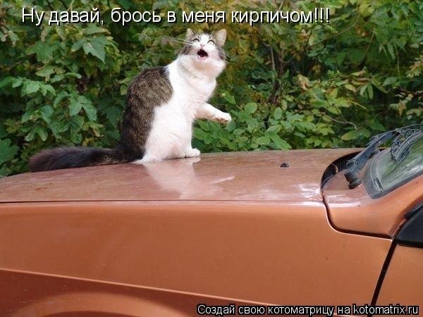 Ох уж эти коты...