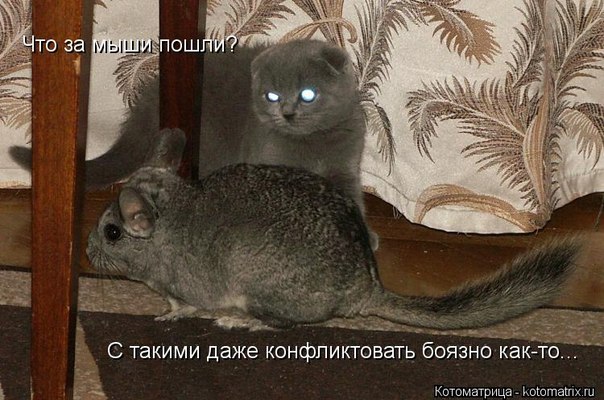 что-то у меня на шиншилл аллергия