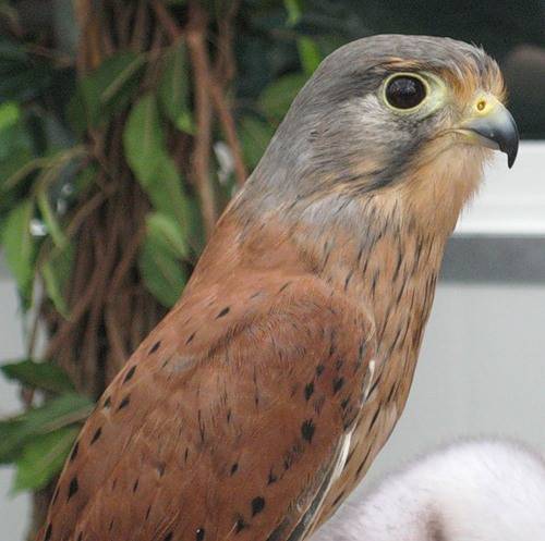 Поймал песца?