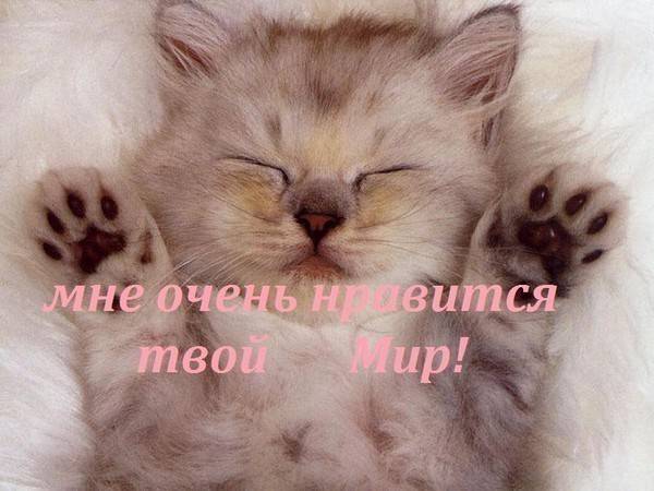 прикольные картинки