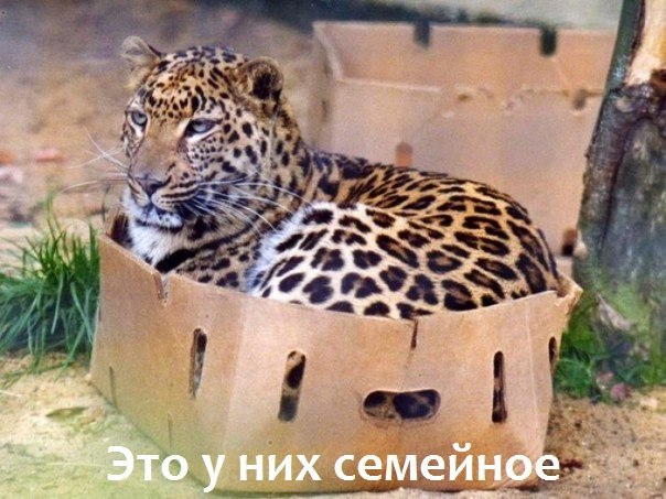 А что я не кот?!