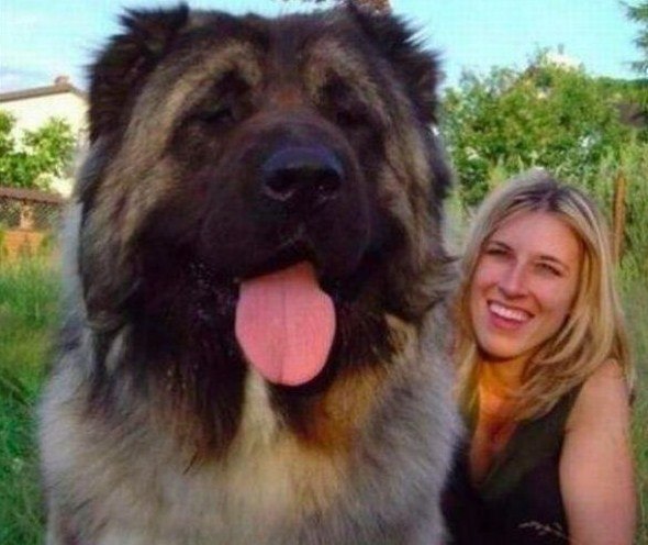 За время движенья в пути, щенок успел подрасти...