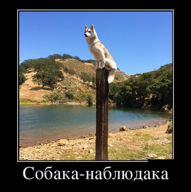 Собака-наблюдака