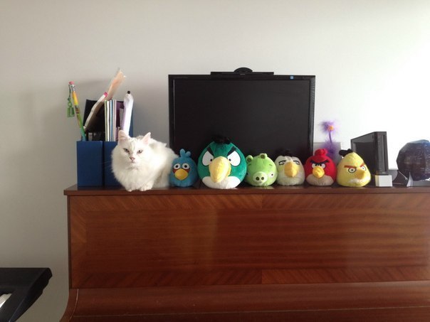 angry-cat