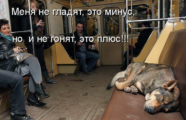 пес в метро