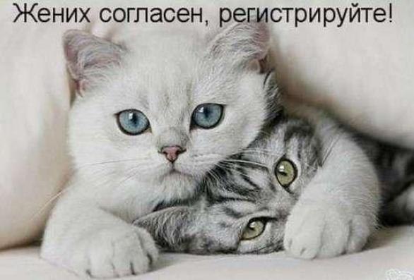 Васька, ни слова!