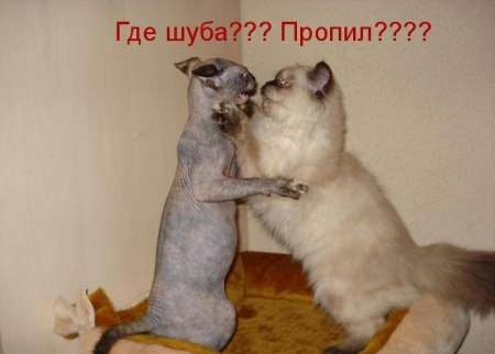 Шубу пропил???