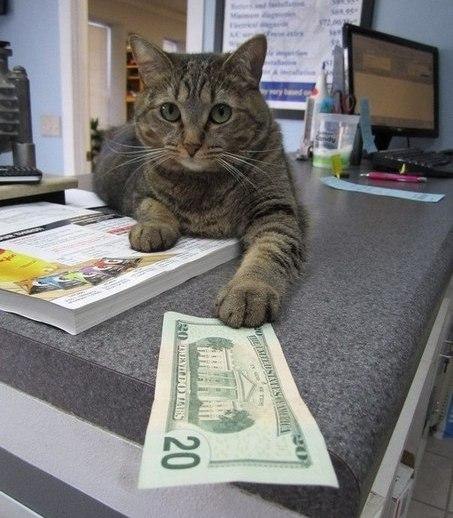 сходи купи мышек