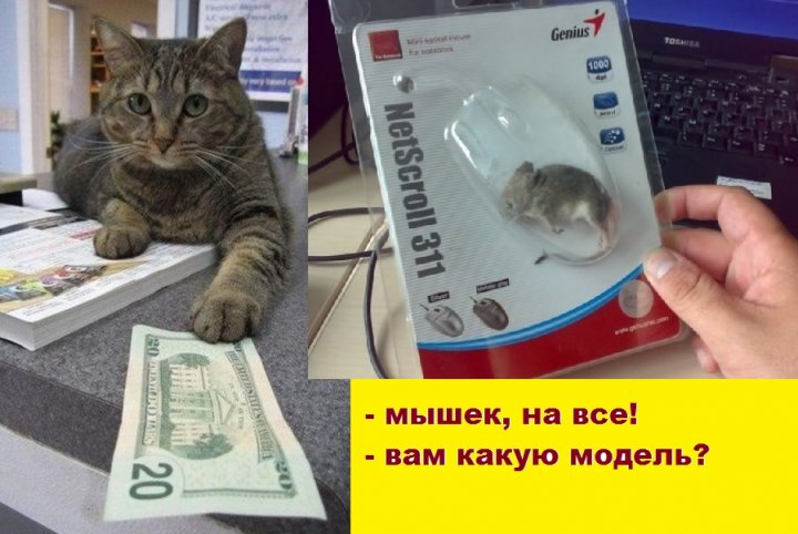 Ну, чем не айтишник, и просит недорого...