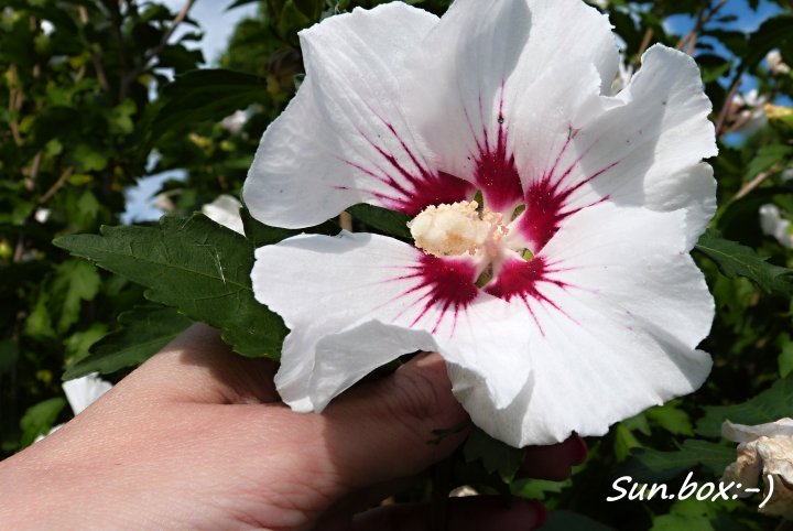 бэлий-пребэлий