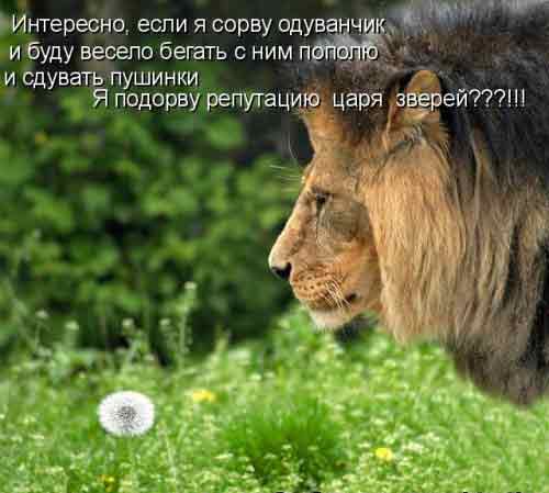 Триллион ботсванских долларов - тому, кто найдёт хоть один одуванчик в долине Серенгети!
