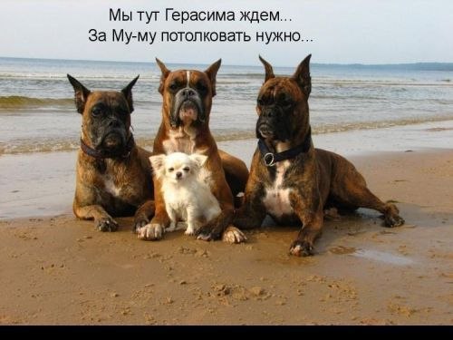 пришли на стрелку