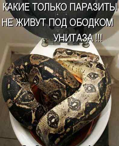 препарат от глистов подействовал