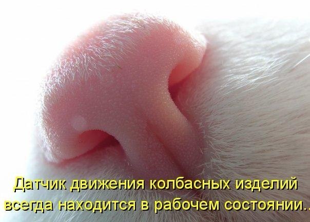 датчик колбасы