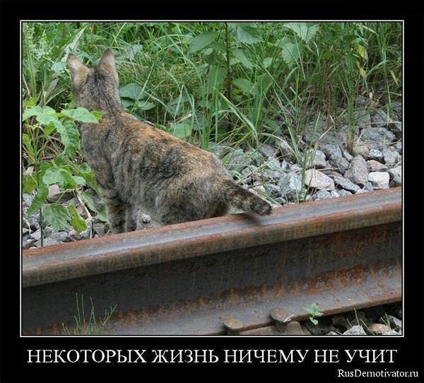 обрезка хвоста