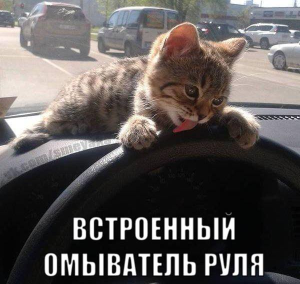 чистюля