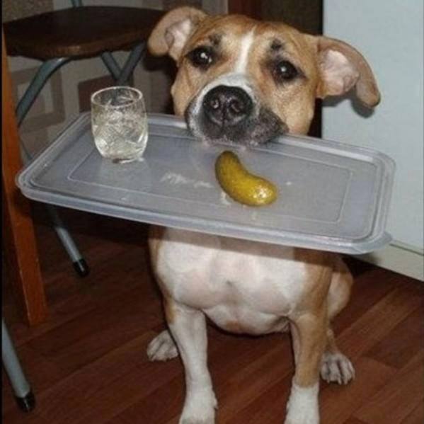 тяпничная собака