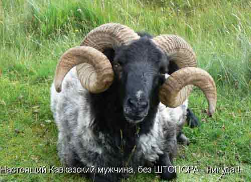 Ну, жена, погоди!