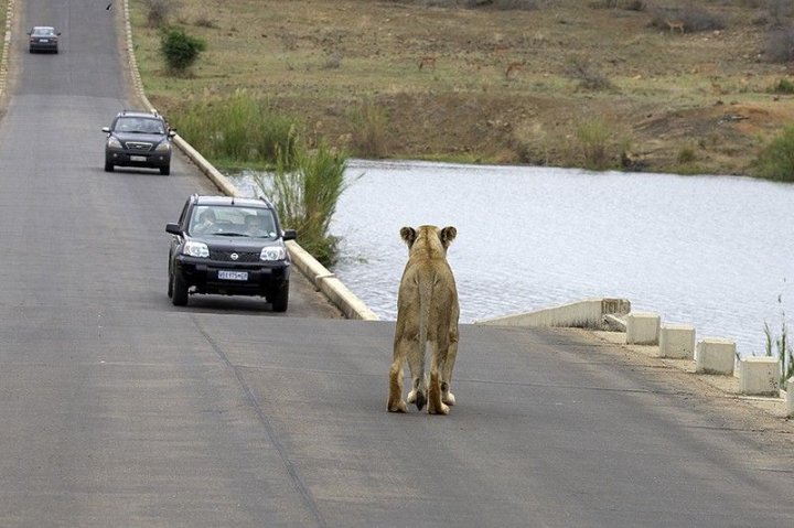 вышел зайчик погулять