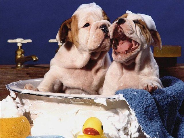 любители купаться ))