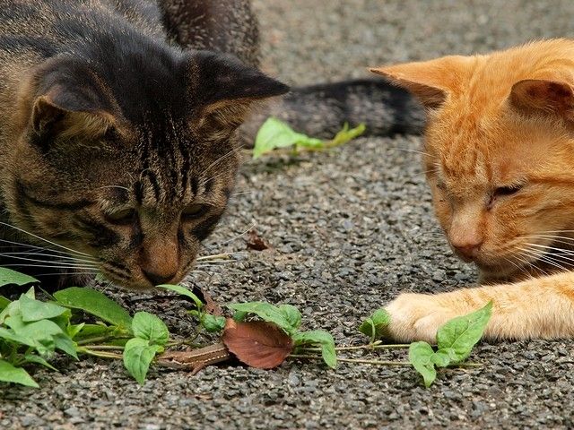 что это за штуковина???