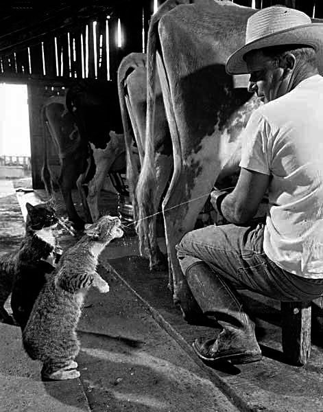 проворные - не голодные