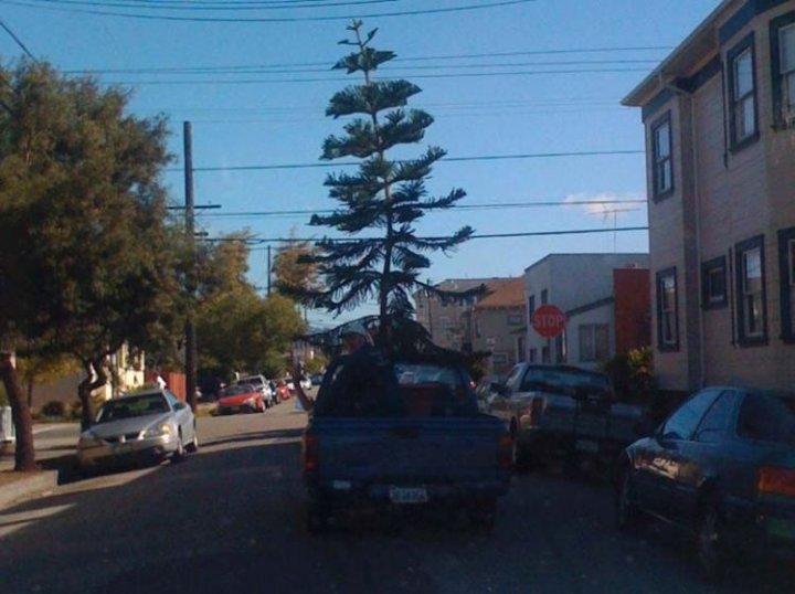 едет елочка на праздник