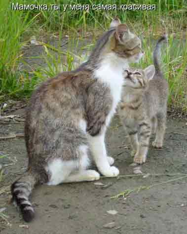 Мама,а меня тоже в капусте нашли?