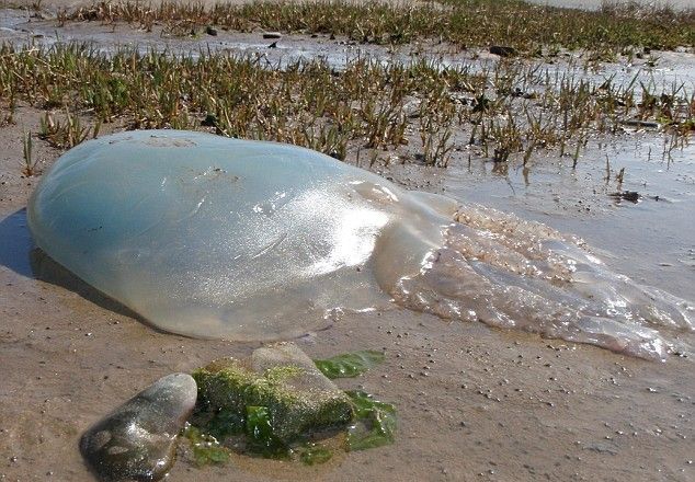 Медузу выбросило на берег