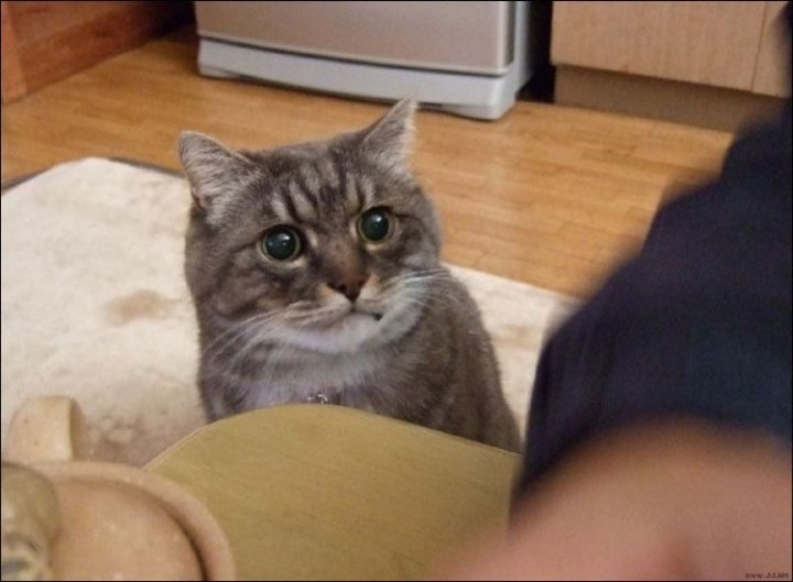 Ну поверь, это не я насс@л в тапки!