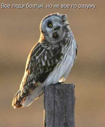 Вс люди братья, но не все по разуму..
