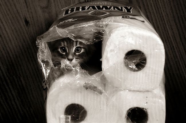 Да! и зовут меня также - Рулончик!