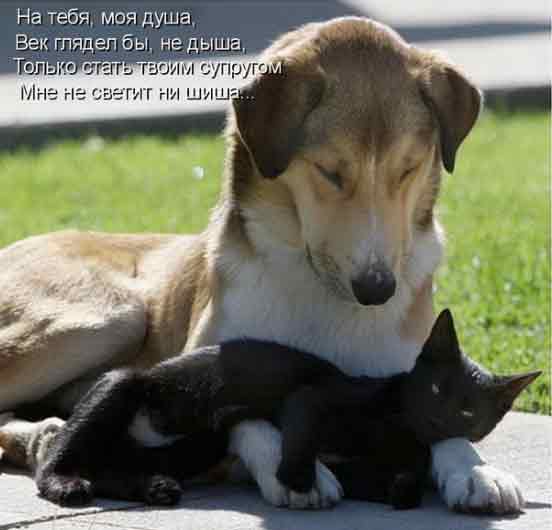 На тебя, моя душа, век глядел бы, не дыша..