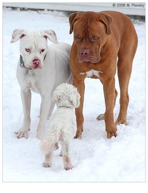 хочу в стаю