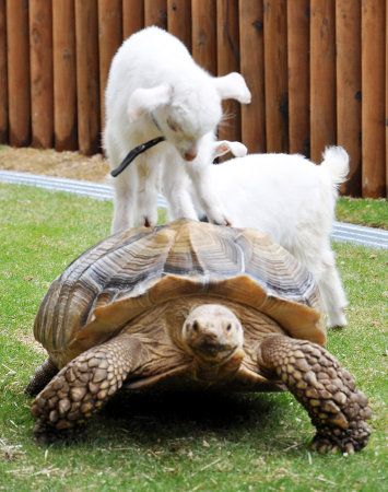 покатай меня большая черепаха!