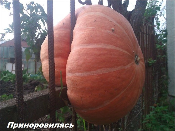 Хотела "свалить" да задницей застряла