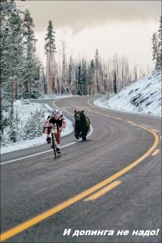 Медведь окрыляет!