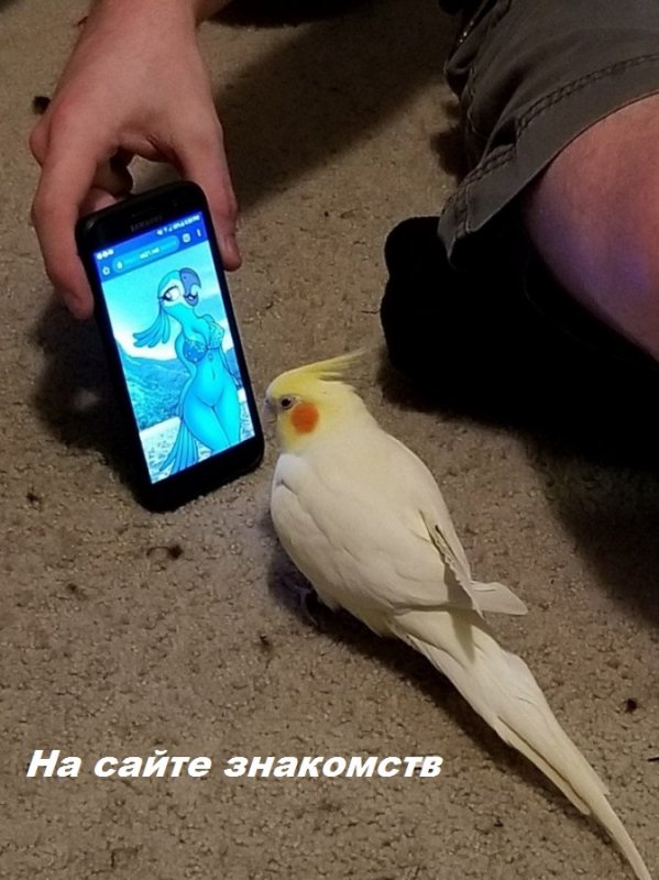 Знакомится