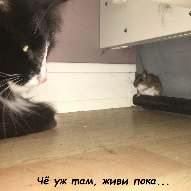 Выросший в квартире кот не знает что такое дич!